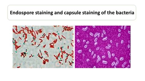 Endospore staining .